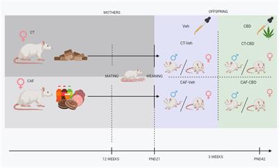 Cannabidiol treatment improves metabolic profile and decreases hypothalamic inflammation caused by maternal obesity
